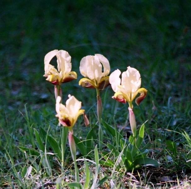 Che specie di Iris sono? - Iris lutescens